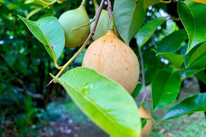 grenada-herb-spice-tour-fort-frederick-chocolate-waterfalls