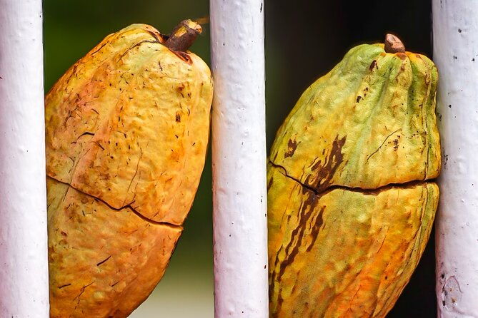 grenada-highlights-city-tour-fort-chocolate-rainforest-falls