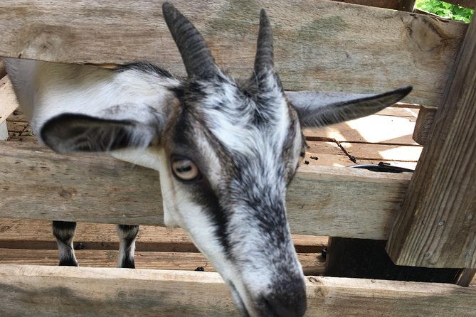 grenada-in-a-nutshell-deluxe-island-tour