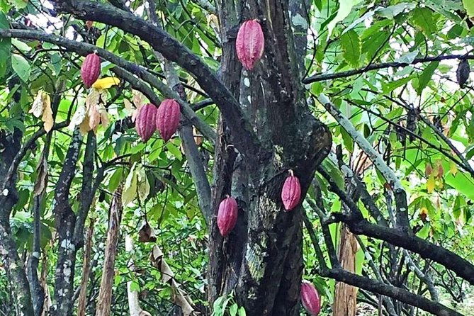 grenada-island-food-sightseeing-tour-full-half-day