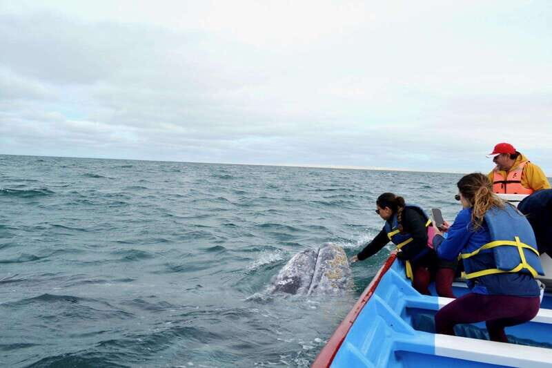Grey Whale Watching at Mag Bay From Loreto - Key Points