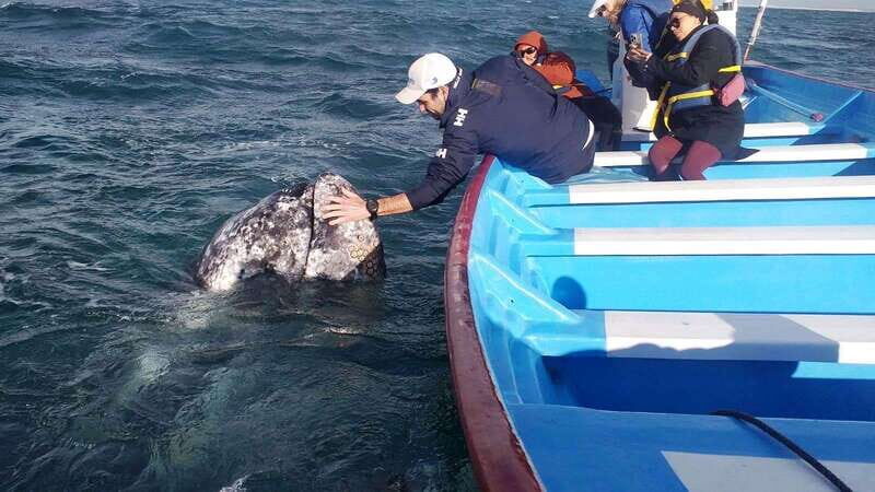 Grey Whale Watching at Mag Bay From Loreto - An In-Depth Look at the Experience