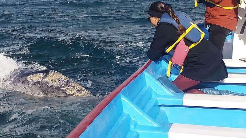 Grey Whale Watching at Mag Bay From Loreto - Price and Value
