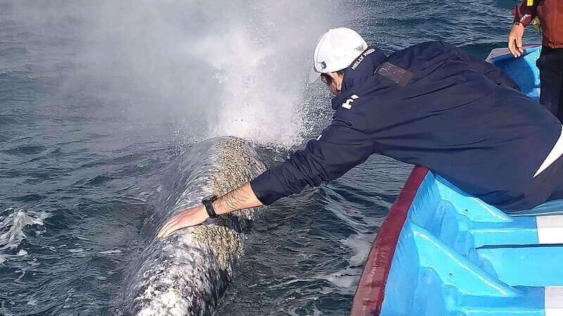 Grey Whale Watching at Mag Bay From Loreto - The Sum Up