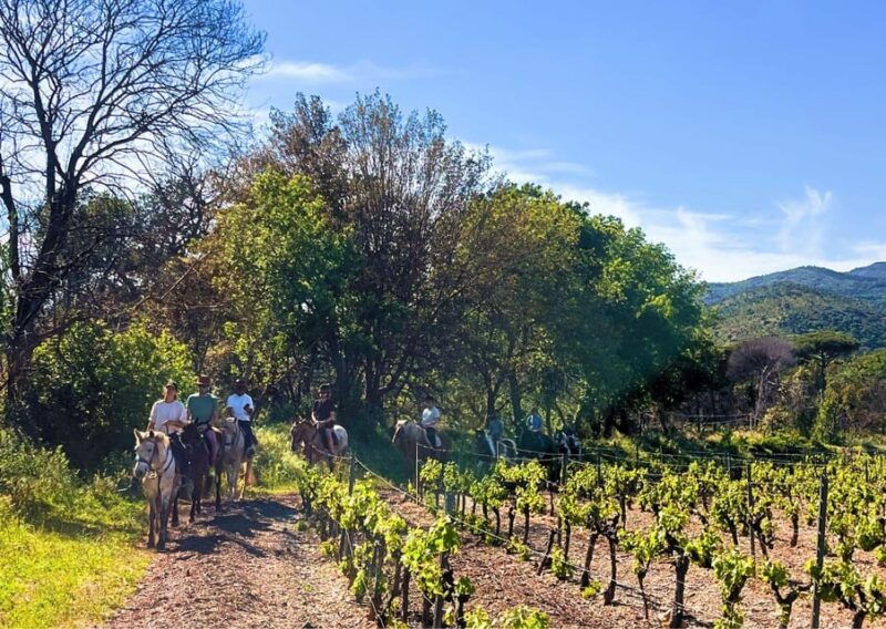 grimaud-horseback-riding-wine-tasting-in-maures-forest