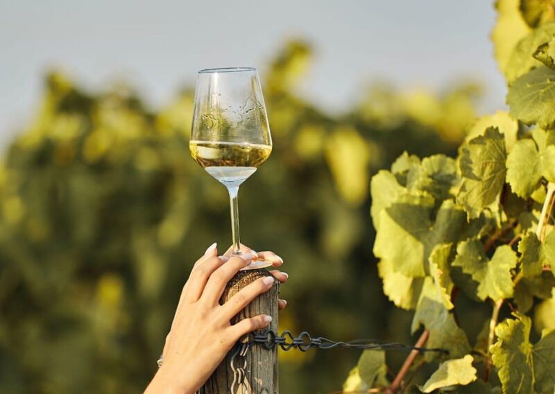 grimaud-horseback-riding-wine-tasting-in-maures-forest