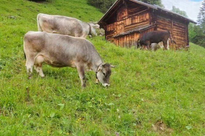 Grindelwald, Lauterbrunnen and Swiss Alps region - Who Would Love This Tour?
