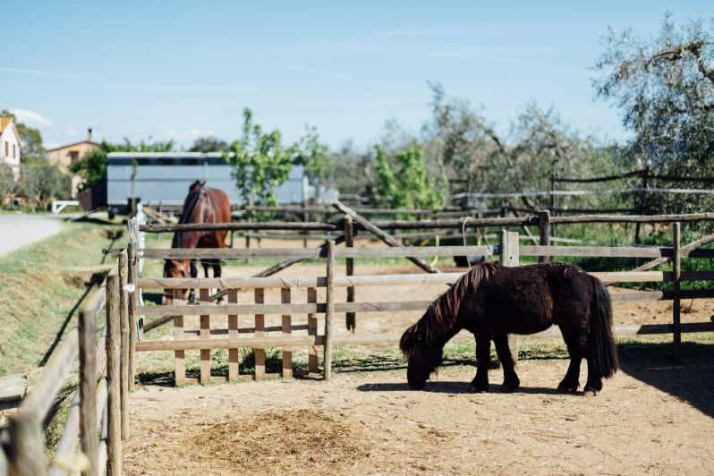 grosseto-visit-the-family-farm-with-tasting-of-local-food