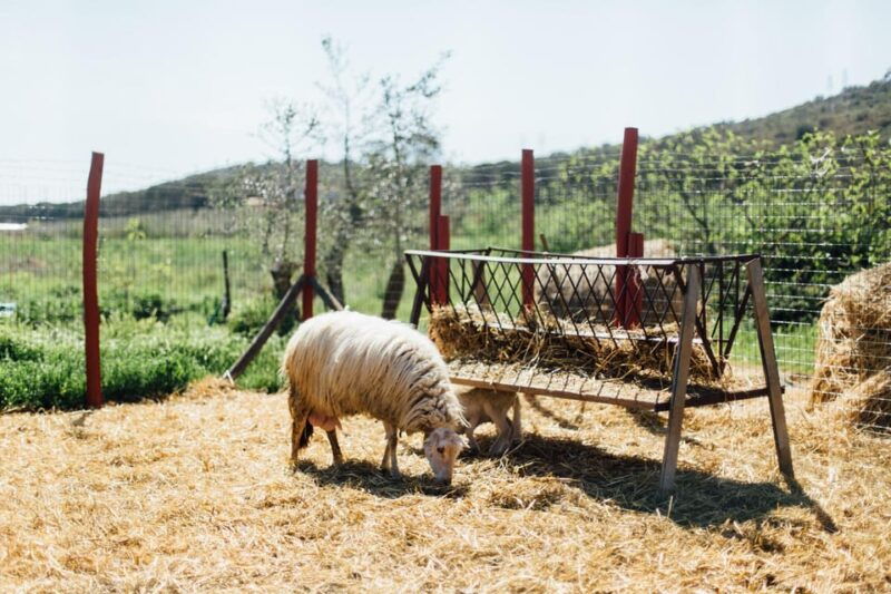grosseto-visit-the-family-farm-with-tasting-of-local-food
