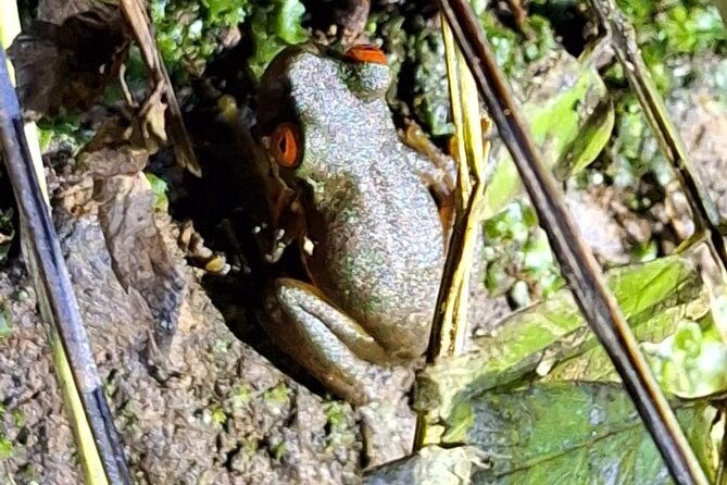 group-guided-night-walking-tour-in-monteverde