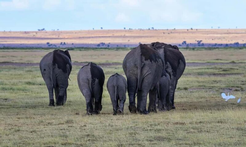 Group Joining Day Tour To Amboseli National Park - Key Points 