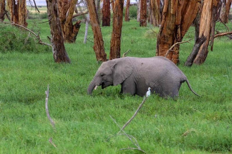 Group Joining Day Tour To Amboseli National Park - An In-Depth Look at the Amboseli Day Tour
