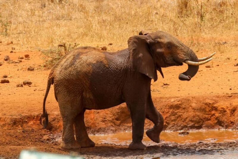 Group Joining Day Tour To Amboseli National Park - Why Choose This Tour?