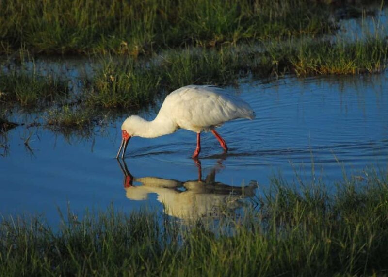 Group Joining Day Tour To Amboseli National Park - Who Would Benefit Most?