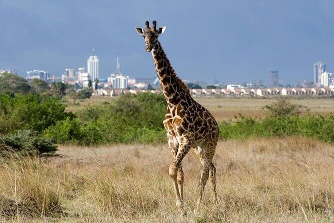 Group Joining Nairobi National Park and Giraffe Center - Key Points