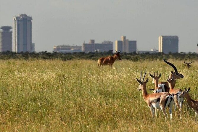 Group Joining Nairobi National Park and Giraffe Center - A Closer Look at the Itinerary