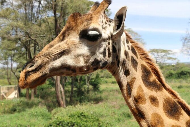 Group Joining Nairobi National Park and Giraffe Center - Authentic Experiences & Tips