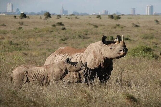 Group Joining Nairobi National Park and Giraffe Center - The Sum Up