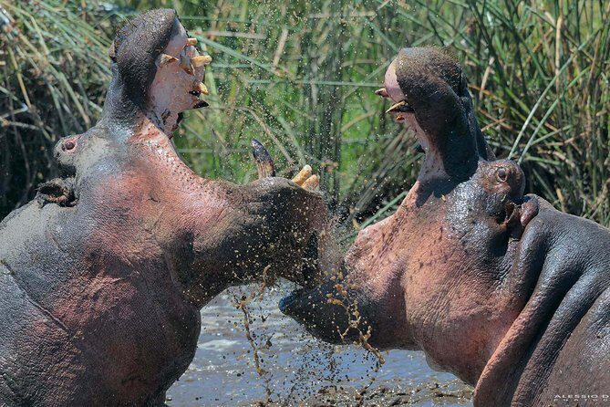 Group Safari 7 Days in Tanzania's Main Parks - Key Points  