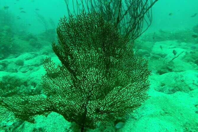 [GROUP] SCUBA DIVING for Certified Divers in Phu Quoc Island - Who Is This Tour Best For?