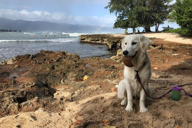 group-surf-lessons-for-beginners-on-the-north-shore-of-oahu-2