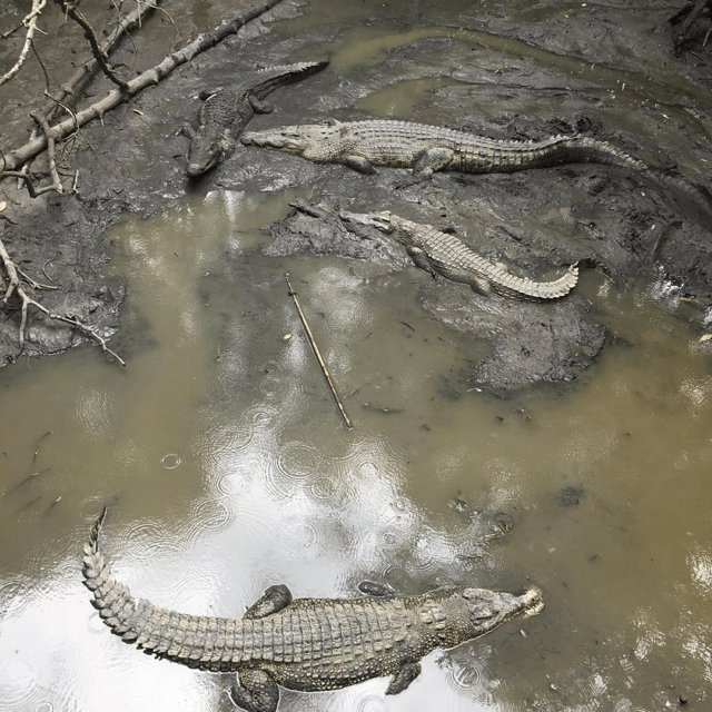 group-tour-can-gio-mangrove-forest-monkey-island-full-day-2