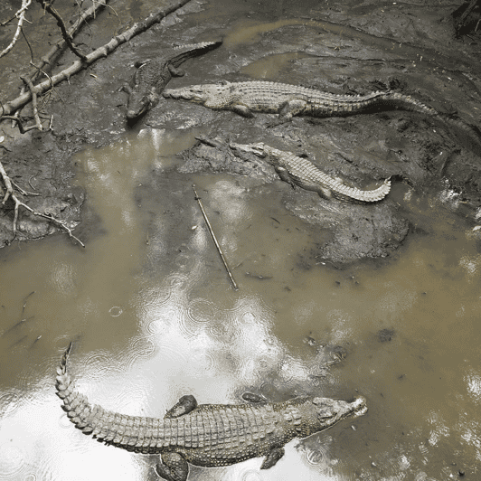 group-tour-can-gio-mangrove-forest-monkey-island-full-day-2