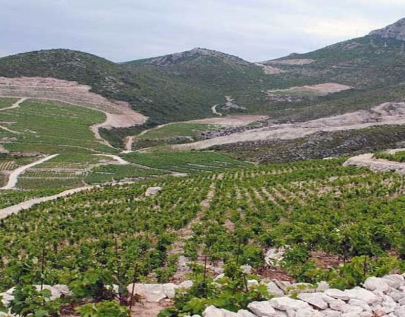 group-tour-from-dubrovnik-ston-and-peljesac-wineries-tour