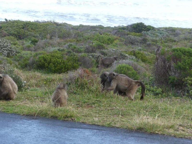 Group Tour of Cape of Good Hope and Boulders Beach Penguins - A Closer Look at the Tour Experience