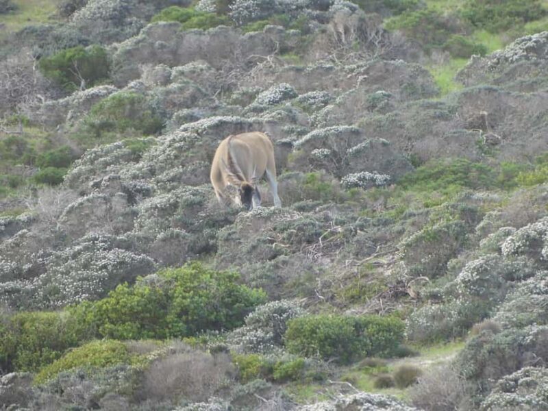 Group Tour of Cape of Good Hope and Boulders Beach Penguins - Final Thoughts