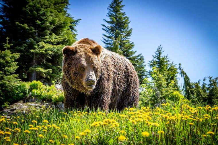 grouse-mountain-skyride-admission-ticket