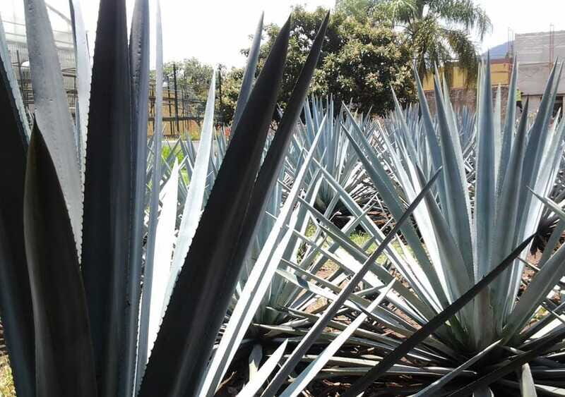 Guadalajara: Horse Riding on the Tequila Route with Tastings - Final Thoughts
