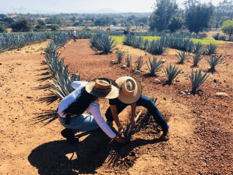guadalajara-tequila-tour-from-field-to-glass