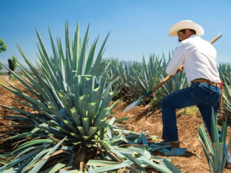 guadalajara-tequila-tour-from-field-to-glass