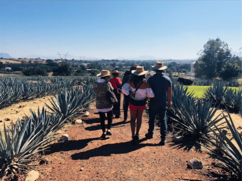 guadalajara-tequila-tour-from-field-to-glass