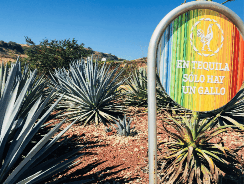 guadalajara-tequila-tour-from-field-to-glass