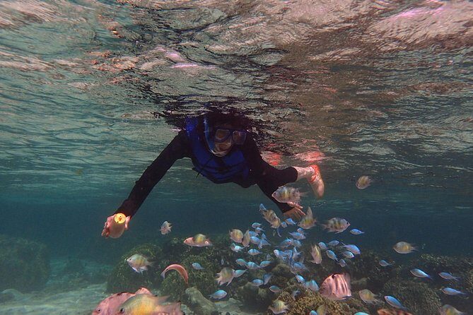 Guam's 5 Star Guided Snorkeling Tour! - The Sum Up