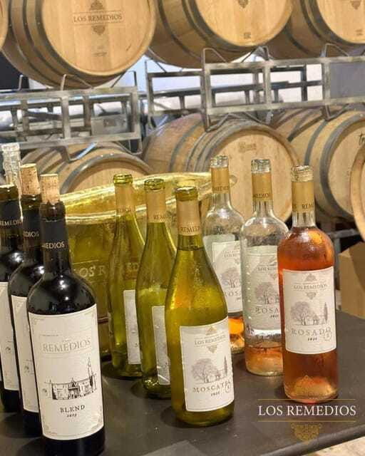 guanajuato-the-remedios-vineyard