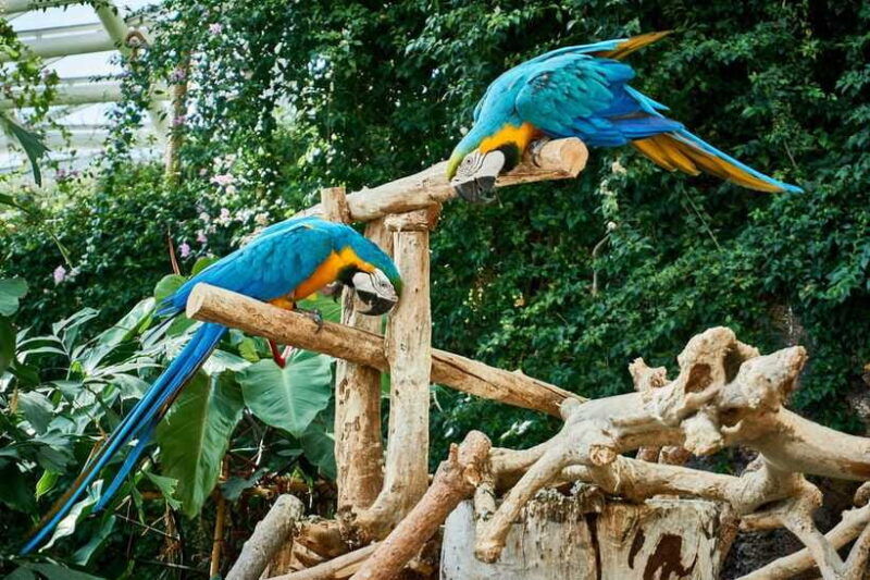 guangzhou-chimelong-birds-park-ticket-for-adult