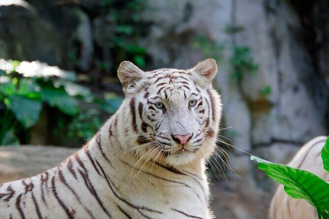 Guangzhou Chimelong Safari Park - What Makes This Park Stand Out?