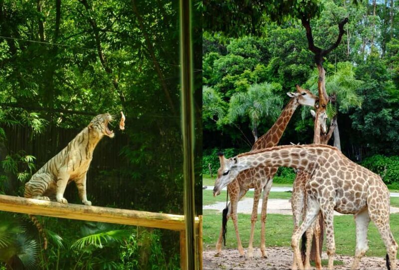 Guangzhou Chimelong: Safari Park/ParadiseOptional Day Tour - Who Will Love This Tour?