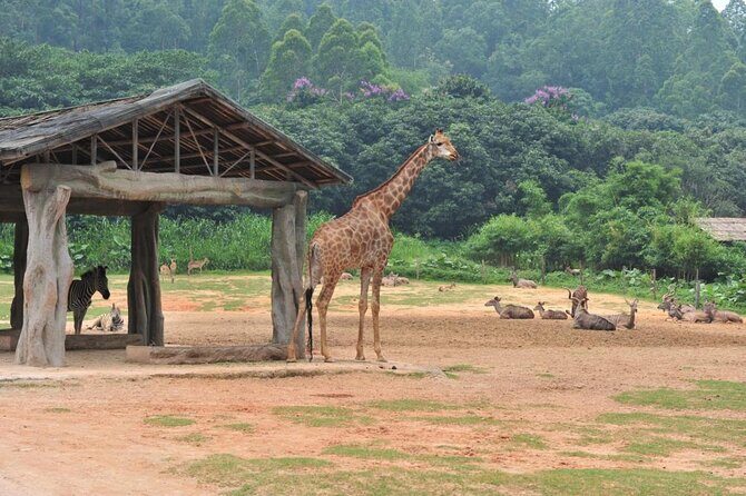 Guangzhou Chimelong Safari Park Private Guided Tour - Who Is This Tour Best For?