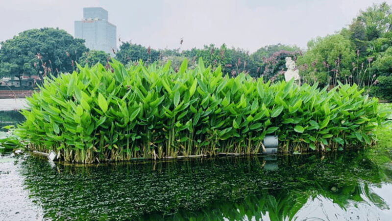 guangzhou-lychee-bay-river-cruise