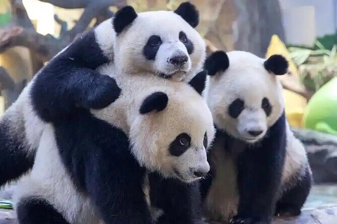 Guangzhou Private Safari Tour with Ride - The Itinerary in Detail: What to Expect