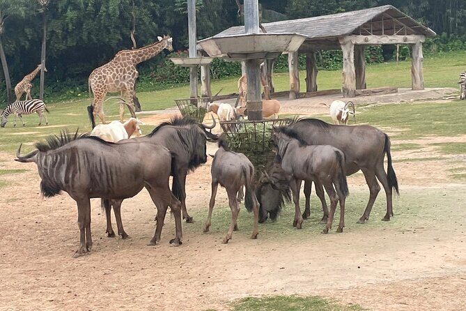 Guangzhou Private Safari Tour with Ride - Who Is This Tour Best Suited For?