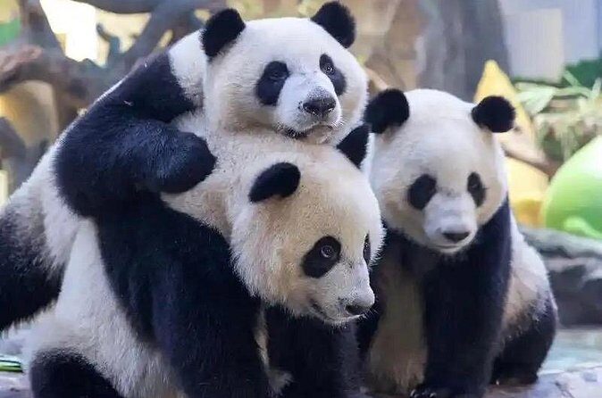 Guangzhou Private Safari Tour with Ride - FAQs