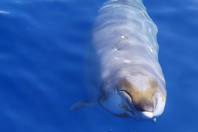 Guaranteed Dolphin and Whale Watch Tour in Kona - What Makes This Tour Stand Out?