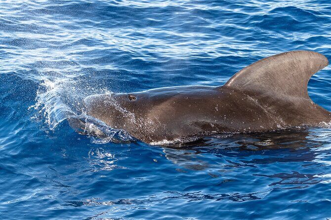 Guaranteed Dolphin and Whale Watch Tour in Kona - The Guides and Expertise