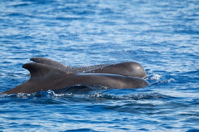 Guaranteed Dolphin and Whale Watch Tour in Kona - FAQs