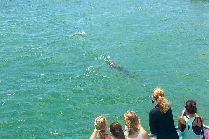 guaranteed-dolphin-sighting-tour-on-tropics-boat-tours